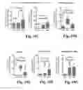 Fig. 47 - Compositions and methods for treatment of glioma