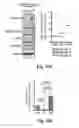 Fig. 51 - Compositions and methods for treatment of glioma