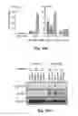 Fig. 52 - Compositions and methods for treatment of glioma