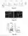 Fig. 60 - Compositions and methods for treatment of glioma
