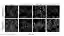 Fig. 06 - Method for screening regulator of mitochondrial fission