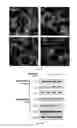 Fig. 08 - Method for screening regulator of mitochondrial fission