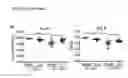Fig. 26 - Compositions and methods to accelerate resolution of acute lung inflammation