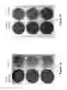 Fig. 09 - Compositions and methods for treating diseases or disorders using extended release nitric oxide releasing solutions