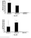 Fig. 06 - Decellularized Adipose Cell Growth Scaffold