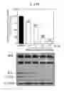 Fig. 01 - Method for treating neuroinflammation with a pharmaceutical composition containing hook. extract or fraction thereof as active ingredient