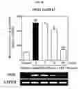Fig. 06 - Method for treating neuroinflammation with a pharmaceutical composition containing hook. extract or fraction thereof as active ingredient