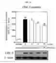 Fig. 07 - Method for treating neuroinflammation with a pharmaceutical composition containing hook. extract or fraction thereof as active ingredient