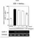 Fig. 08 - Method for treating neuroinflammation with a pharmaceutical composition containing hook. extract or fraction thereof as active ingredient