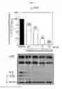 Fig. 09 - Method for treating neuroinflammation with a pharmaceutical composition containing hook. extract or fraction thereof as active ingredient