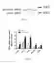 Fig. 03 - Compositions and methods of use for (pro)renin receptor antagonists