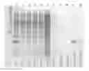 Fig. 01 - Compositions and Formulations and Methods of Production and Use Thereof