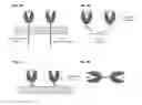 Fig. 03 - Compositions and methods for adjoining type I and type II extracellular domains as heterologous chimeric proteins