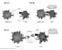 Fig. 04 - Compositions and methods for adjoining type I and type II extracellular domains as heterologous chimeric proteins