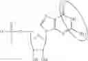 Fig. 94 - MODIFIED NUCLEOSIDE, NUCLEOTIDE, AND NUCLEIC ACID COMPOSITIONS