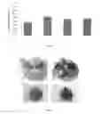Fig. 08 - MODIFIED CHEMOKINE PEPTIDE