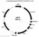 Fig. 01 - Recombinant FSH composition for treatment of infertility