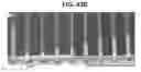 Fig. 46 - Immunogenic compositions and uses thereof