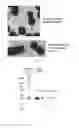 Fig. 03 - HIV immune stimulating compositions comprising recombinantly expressed pili on bacteria and methods related thereto