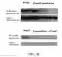 Fig. 05 - Modulation of the immune response
