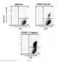 Fig. 13 - Modulation of the immune response