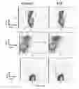 Fig. 46 - Modulation of the immune response