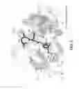 Fig. 06 - Multiple antigen binding molecular fusion, pharmaceutical composition, method for identifying linear epitope, and method for preparing multiple antigen binding molecular fusion