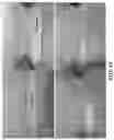 Fig. 23 - EMISSIVE POLYMERIC MATRICES