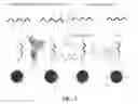 Fig. 03 - Linear polyester and semi-linear glycidol polymer systems: formulation and synthesis of novel monomers and macromolecular structures