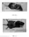 Fig. 22 - 9-OH-risperidone controlled release composition