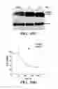 Fig. 41 - Compositions for treating cancer and methods for making the same