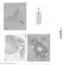 Fig. 05 - Ice-based lipid nanoparticle formulation for delivery of mRNA