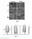 Fig. 06 - Methods and compositions for theranostic nanoparticles