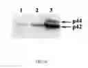 Fig. 08 - Treatment for exposure to nerve agent