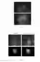 Fig. 04 - Fluorescent conjugates