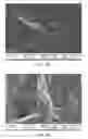 Fig. 07 - DECELLULARIZED BIOMATERIAL FROM MAMMALIAN TISSUE