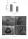 Fig. 22 - COMPOSITIONS COMPRISING MESENCHYMAL STEM CELLS AND USES THEREOF