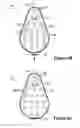 Fig. 16 - HAND-HELD FLUID-SUBSTANCE APPLICATOR