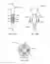Fig. 32 - Device and method for positioning an electrode in a body cavity