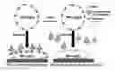 Fig. 01 - METHODS FOR REDUCING INFLAMMATION WITH SURFACE ACOUSTIC WAVES
