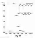 Fig. 14 - Chlorination-UV process for decomposition and detoxification of microcystin-LR