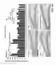 Fig. 07 - Pro-Neurogenic Compounds