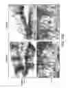 Fig. 17 - Pro-Neurogenic Compounds