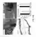 Fig. 18 - Pro-Neurogenic Compounds