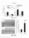 Fig. 32 - Pro-Neurogenic Compounds