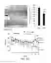 Fig. 33 - Pro-Neurogenic Compounds