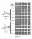 Fig. 40 - Pro-Neurogenic Compounds