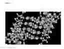 Fig. 08 - Solid forms of 3-(6-(1-(2,2-difluorobenzo[D][1,3]dioxol-5-yl)cyclopropanecarboxamido)-3-methylpyridin-2-yl) benzoic acid