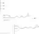 Fig. 13 - Bortezomib-based delivery system