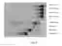 Fig. 08 - Methods for purification of messenger RNA